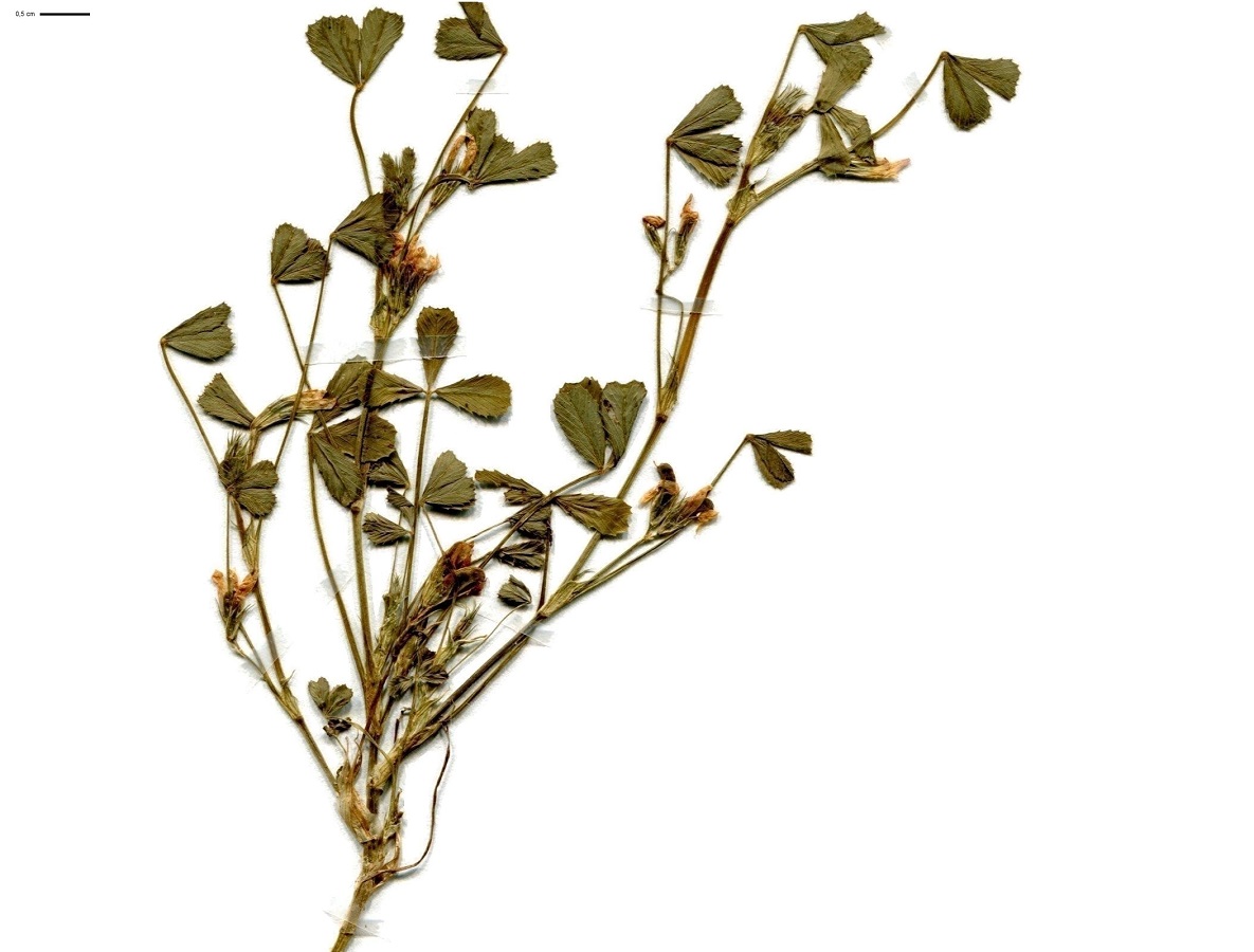 Trifolium ornithopodioides (Fabaceae)